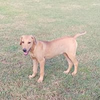 COOKIE, chiot femelle Berger Créole, chienne à adopter