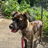 KIRA, Femelle junior Berger Créole, chienne à adopter