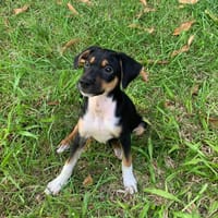 SOCKS, chiot femelle Berger Créole, chienne à adopter