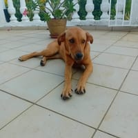 🐾 À L’ADOPTION – SIENNA, la douceur à l’état pur 🐾, chienne à adopter