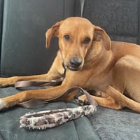 CHOUPY, Mâle berger créole junior, chien à adopter