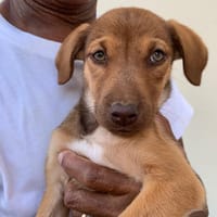 WILLIE, chiot Berger Créole femelle, chienne à adopter