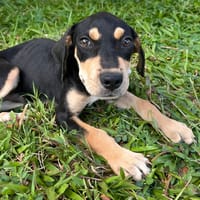 🐾 À L’ADOPTION – BAYO, un petit coquin au cœur fondant ! 🐾, chien à adopter