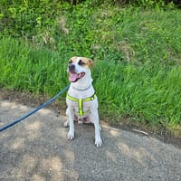 ELLIOT, mâle croisé créole, né le 25/06/2023 🌜, chien à adopter