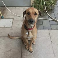 🐾 À L’ADOPTION – UNAÏ, le petit cœur tendre au grand amour de la vie ! 🐾, chien à adopter