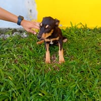 🐾 À L’ADOPTION – HERA, la petite sœur au cœur tendre et au caractère bien trempé ! 🐾, chienne à adopter