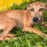 🐾 À L’ADOPTION – UTAH, une petite timide au cœur débordant de tendresse 🐾, chienne à adopter