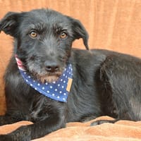 Yvonne, chienne à adopter