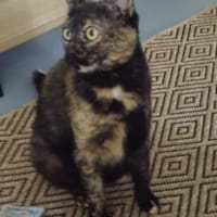 DANAE, chatte à adopter