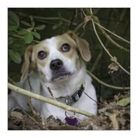 Boukha, chienne à adopter