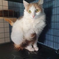 VAYA, chatte à adopter