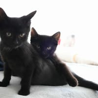 Athéna et Arès, chatte à adopter