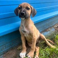 Mowgly, chien à adopter