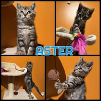 ASTER  A réserver, chat à adopter