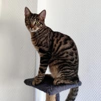 DARKBOY, chat à adopter