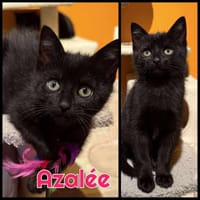 Azalée  A réserver, chatte à adopter