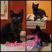 Anémone  A réserver, chatte à adopter