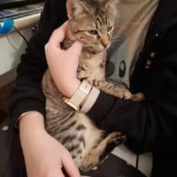 Miel chatonne femelle, chatte à adopter