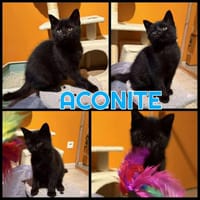 ACONITE  A réserver, chat à adopter