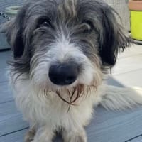 Fritz, dog to adopt