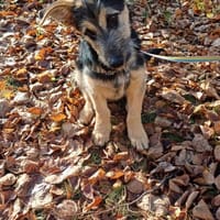 Witko, pies do adopcji