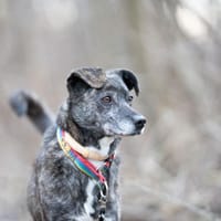 Mija, suczka do adopcji