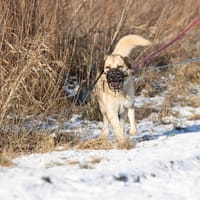 Żoro, pies do adopcji