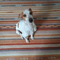 Tutú - souverän und lernwillig, Hund zur Adoption