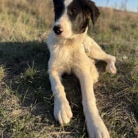 Bono - der sanfte Hirtenhund-Bub, Hund zur Adoption