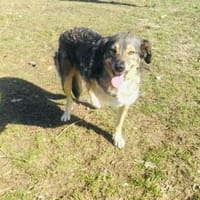 Berry ein toller dreibeiniger Rüde, Hund zur Adoption