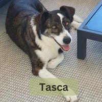 TASCA, w., kastr., Mischling, ca. 62 cm, Hündin zur Adoption
