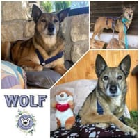 WOLF * lieber Senior wartet auf Familie, Hund zur Adoption