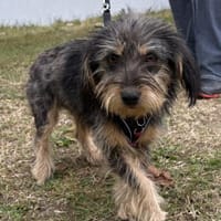 Zoe - verschmust und neugierig - in DE, Hündin zur Adoption