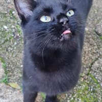 Schwarzes Bubchen sucht erstes Zuhause, Kater zur Adoption