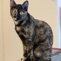 Wirbelwind Salsa sucht ein Zuhause, Katze zur Adoption
