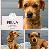Fenja: Entzückendes Hundemädchen, Hündin zur Adoption