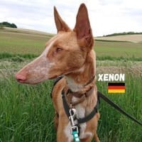 Xenon - fröhlich und sozial, Hund zur Adoption