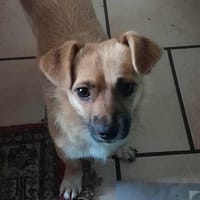 Alice sucht einfühlsame Menschen, Hündin zur Adoption