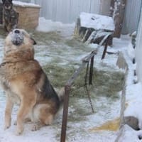 BENJI aus Sibirien auf PS in Berlin, Hund zur Adoption