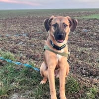 Lili Maus wartet in BY auf Zuhause, Hündin zur Adoption