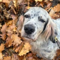 Vermittlungshilfe für Chase, Hund zur Adoption