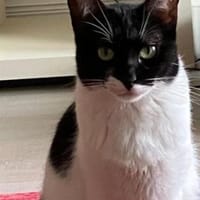 Martina - Das Schicksal will es anders, Katze zur Adoption