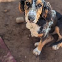 Bonnie, Hündin zur Adoption