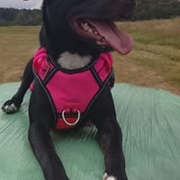 Abby kleine süße Maus 💕, Hündin zur Adoption