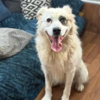 Diva - ein Herz auf vier Pfoten, Hündin zur Adoption