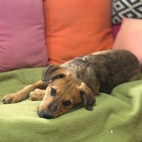 Cookie - ein treuer Freund fürs Leben, Hund zur Adoption