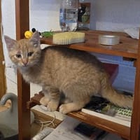 Brutus  ein kleiner Kämpfer ....., Kater zur Adoption