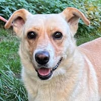 Lara - sie ist einfach ein Goldstück, Hündin zur Adoption