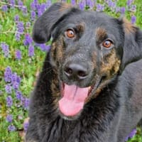 Kenny - lustiger Junghund, Hund zur Adoption