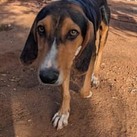 Anemoulis, Hund zur Adoption